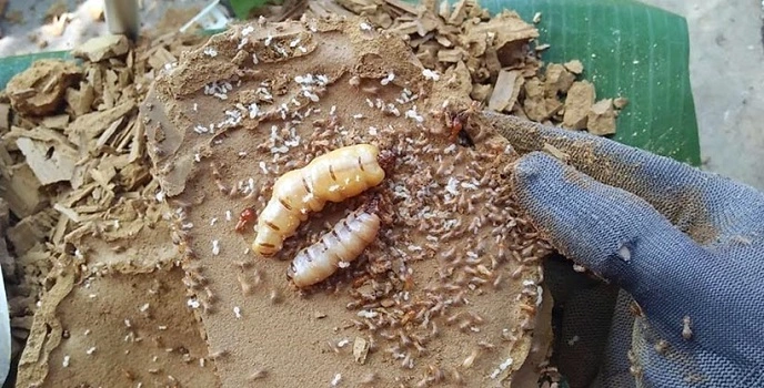 bắt mối chúa