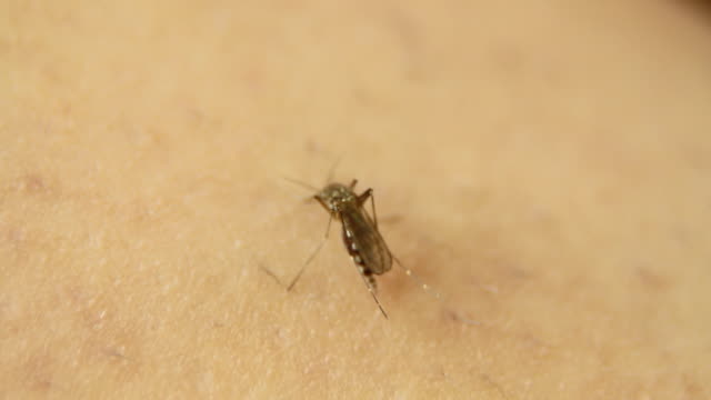 tầm quan trọng của diệt muỗi tại nhà