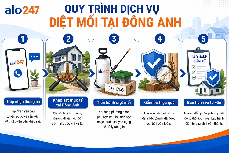 Alo247 Quy trình dịch vụ diệt mối tận gốc tại Đông Anh
