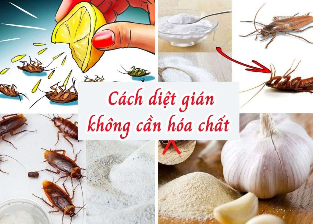 Cách diệt gián trong nhà hiệu quả