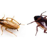 Cách diệt gián trong nhà và chung cư