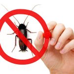 Cách diệt gián tự nhiên không cần hóa chất