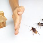 Hướng dẫn cách diệt gián tại nhà