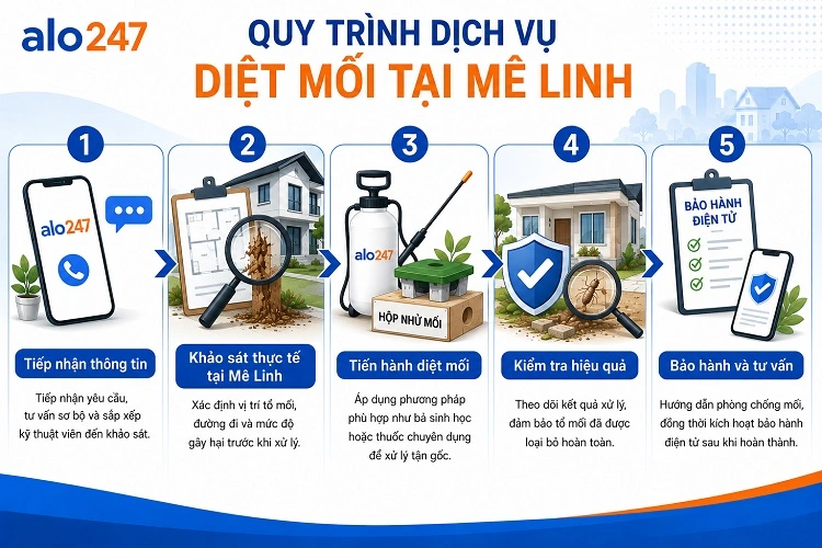 Alo247 Quy trình dịch vụ diệt mối tận gốc tại Mê Linh