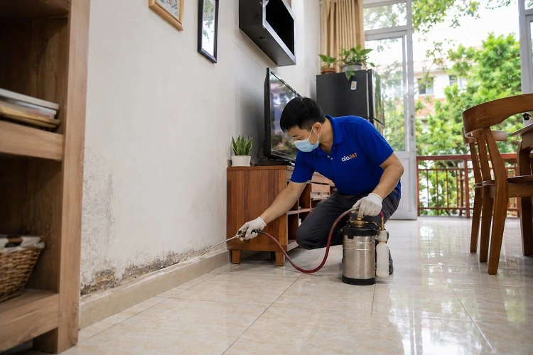 Thợ alo247 phun thuốc diệt mối sinh học tại Thường Tín
