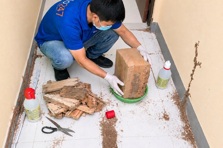 alo247 Dịch vụ diệt mối tận gốc tại Hoàng Liệt
