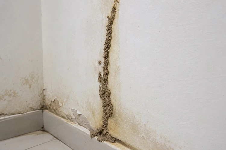 alo247 Dịch vụ diệt mối tận gốc tại Yên Sở
